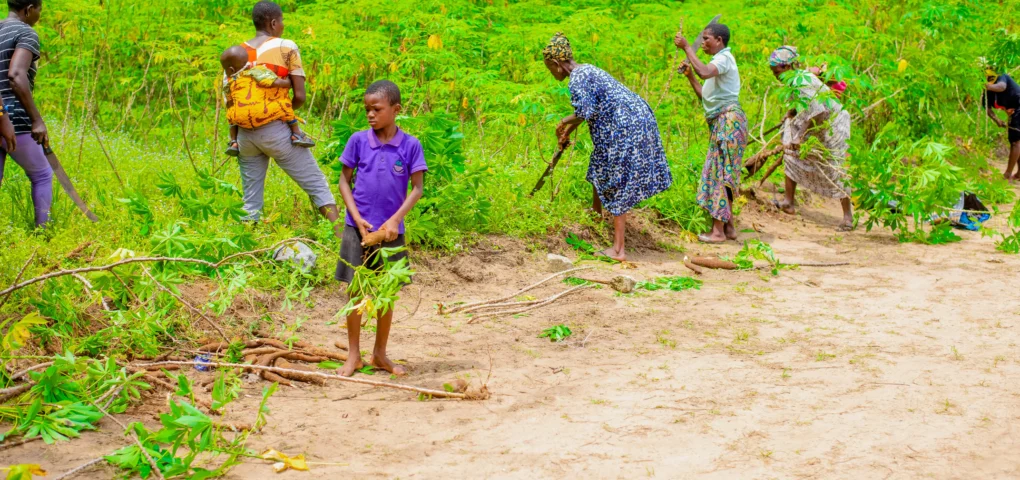 Harvesting field--Empowering Female Farmers in Kokori