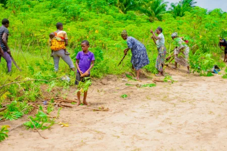 Harvesting field--Empowering Female Farmers in Kokori