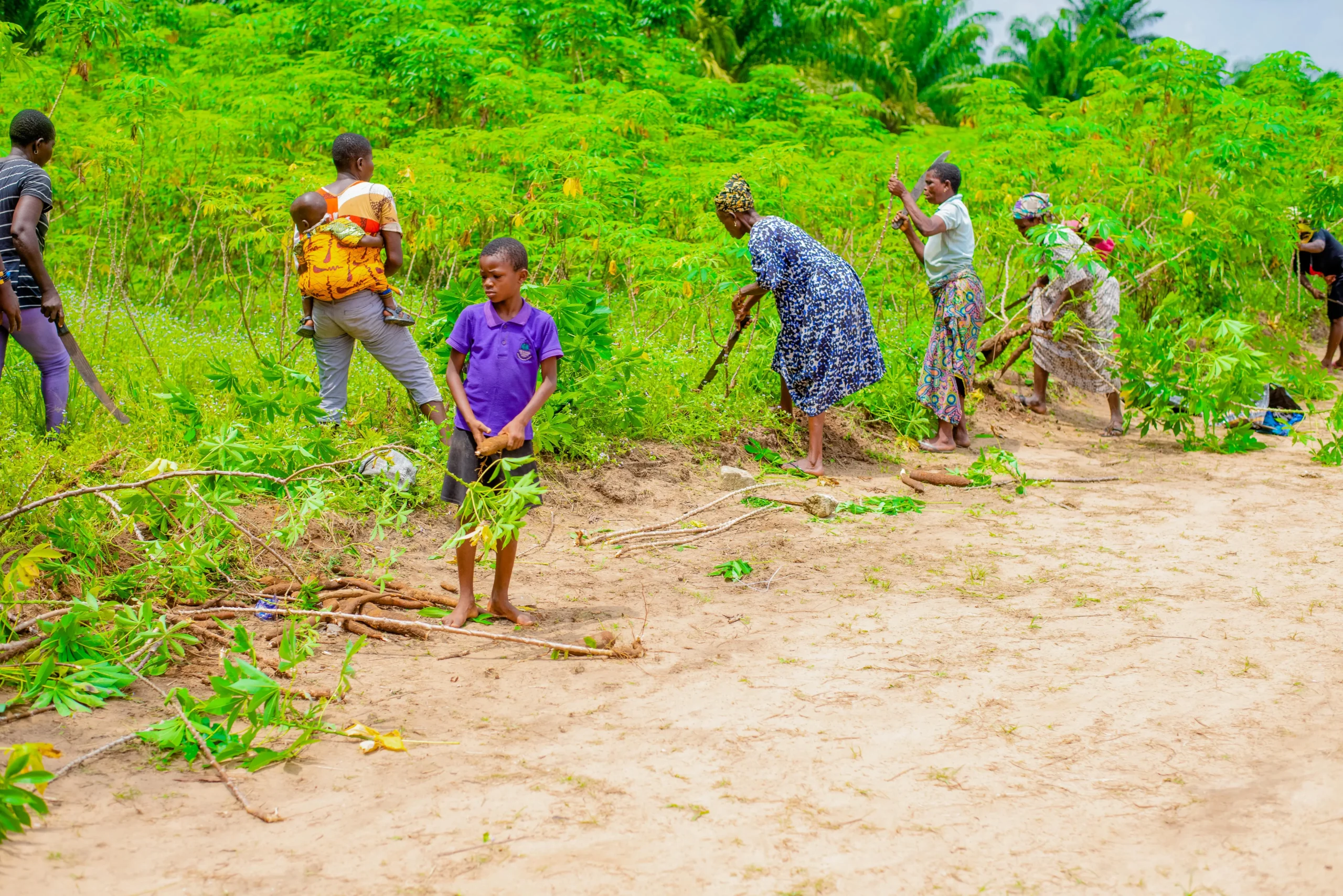 Harvesting field--Empowering Female Farmers in Kokori